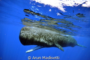 sperm whales "listen" with their lower jaw, this one is t... by Arun Madisetti 